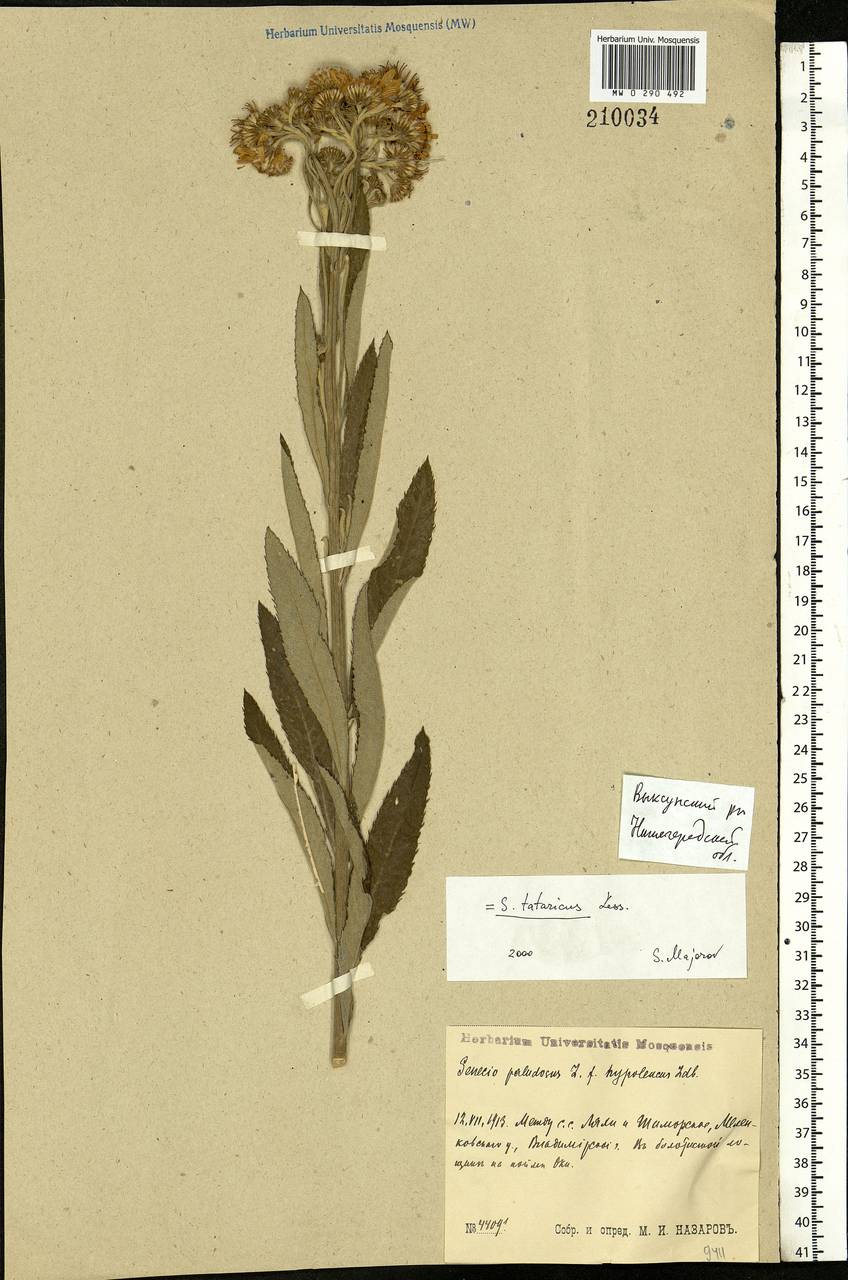 Jacobaea paludosa subsp. lanata (Holub) B. Nord., Eastern Europe, Volga-Kama region (E7) (Russia)