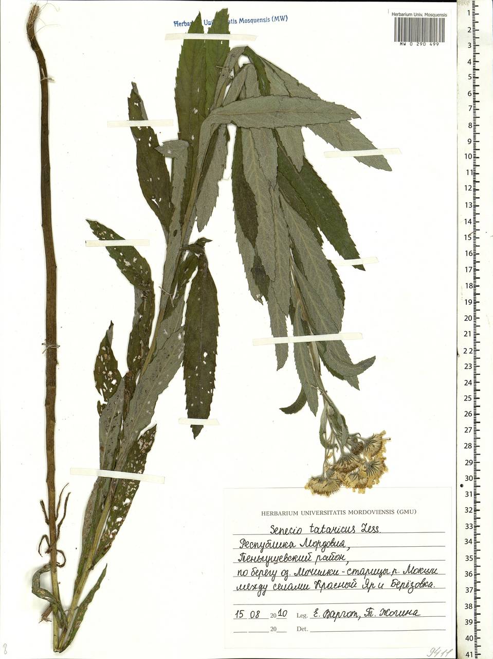 Jacobaea paludosa subsp. lanata (Holub) B. Nord., Eastern Europe, Middle Volga region (E8) (Russia)