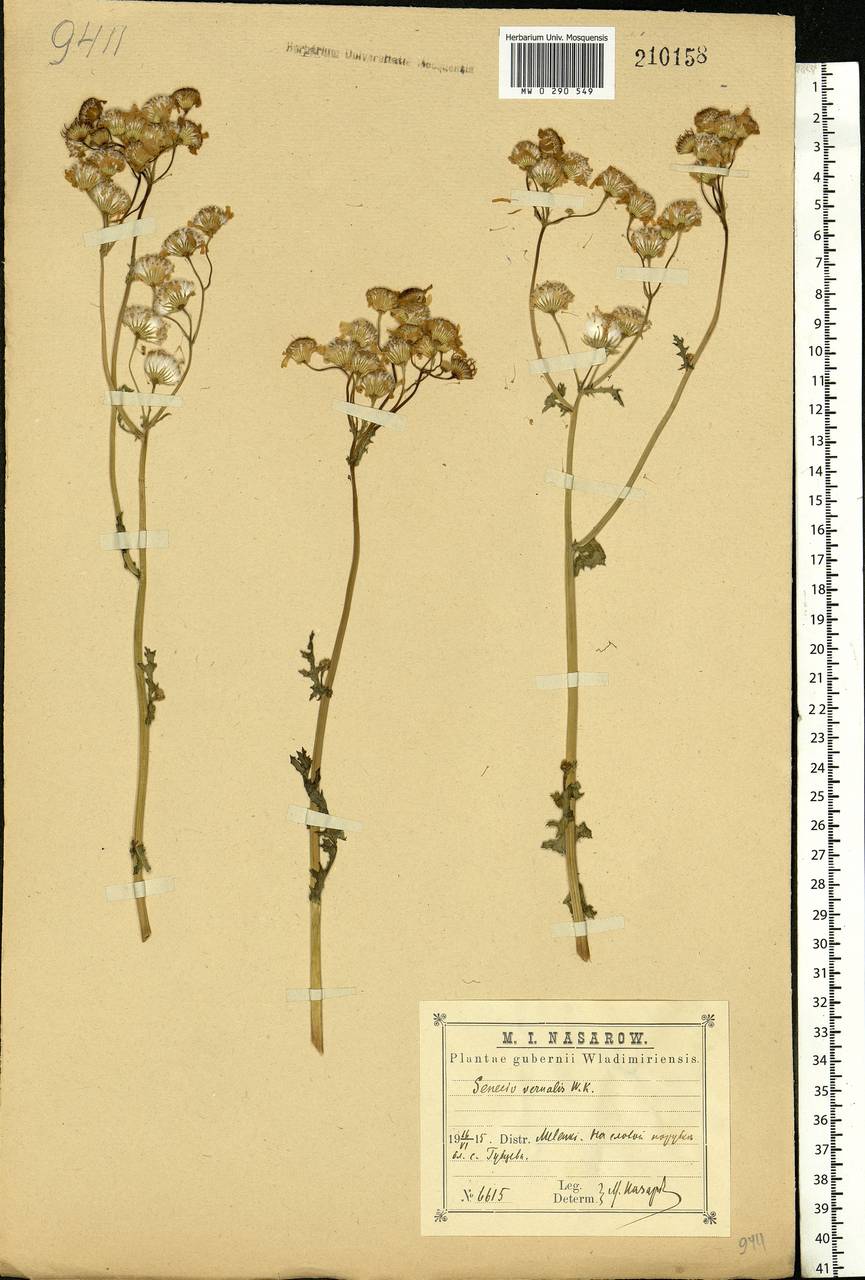 Senecio vernalis Waldst. & Kit., Eastern Europe, Central region (E4) (Russia)