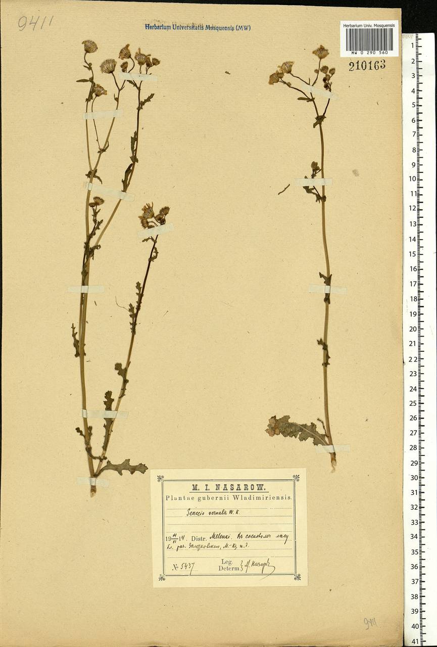 Senecio vernalis Waldst. & Kit., Eastern Europe, Central region (E4) (Russia)