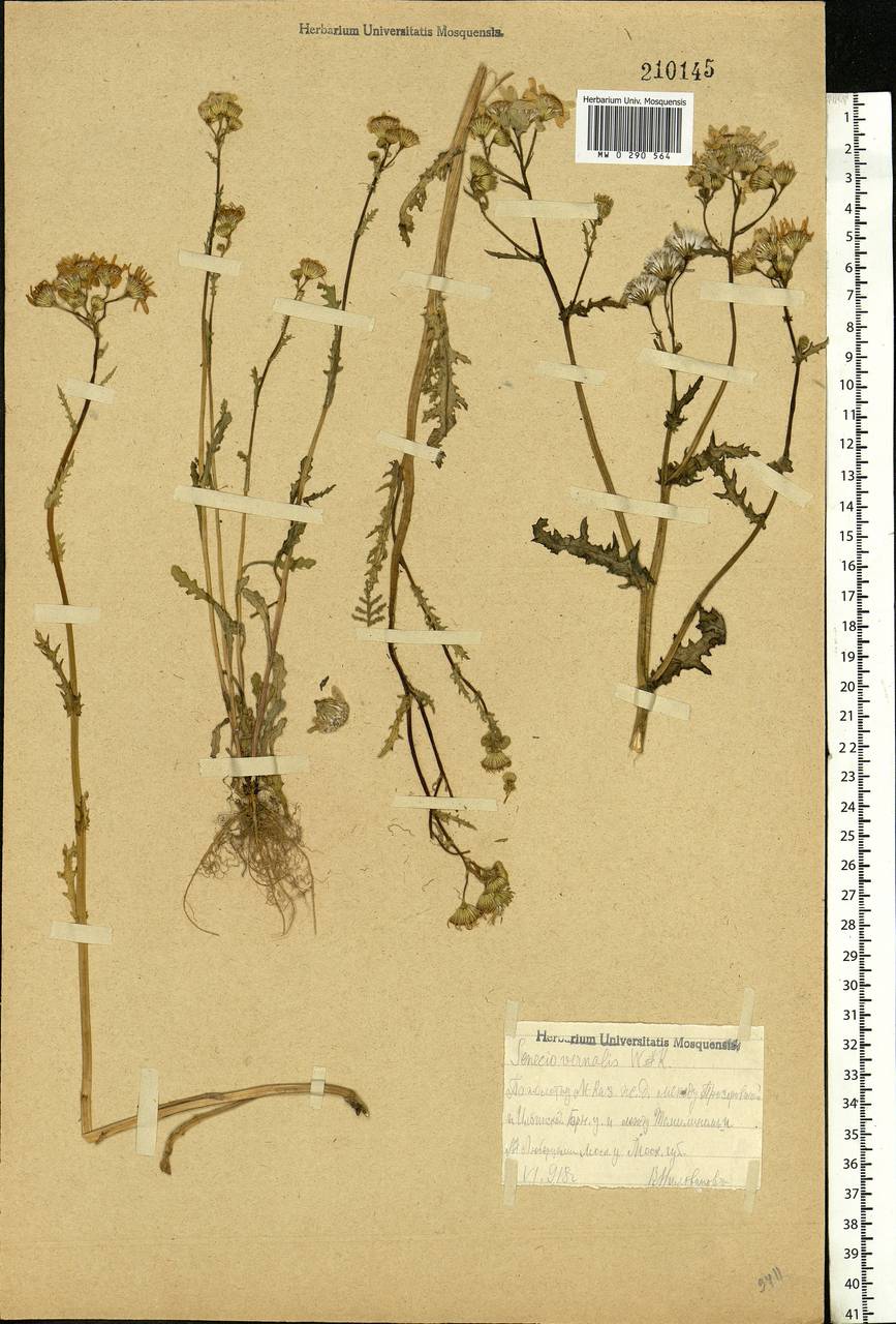 Senecio vernalis Waldst. & Kit., Eastern Europe, Moscow region (E4a) (Russia)