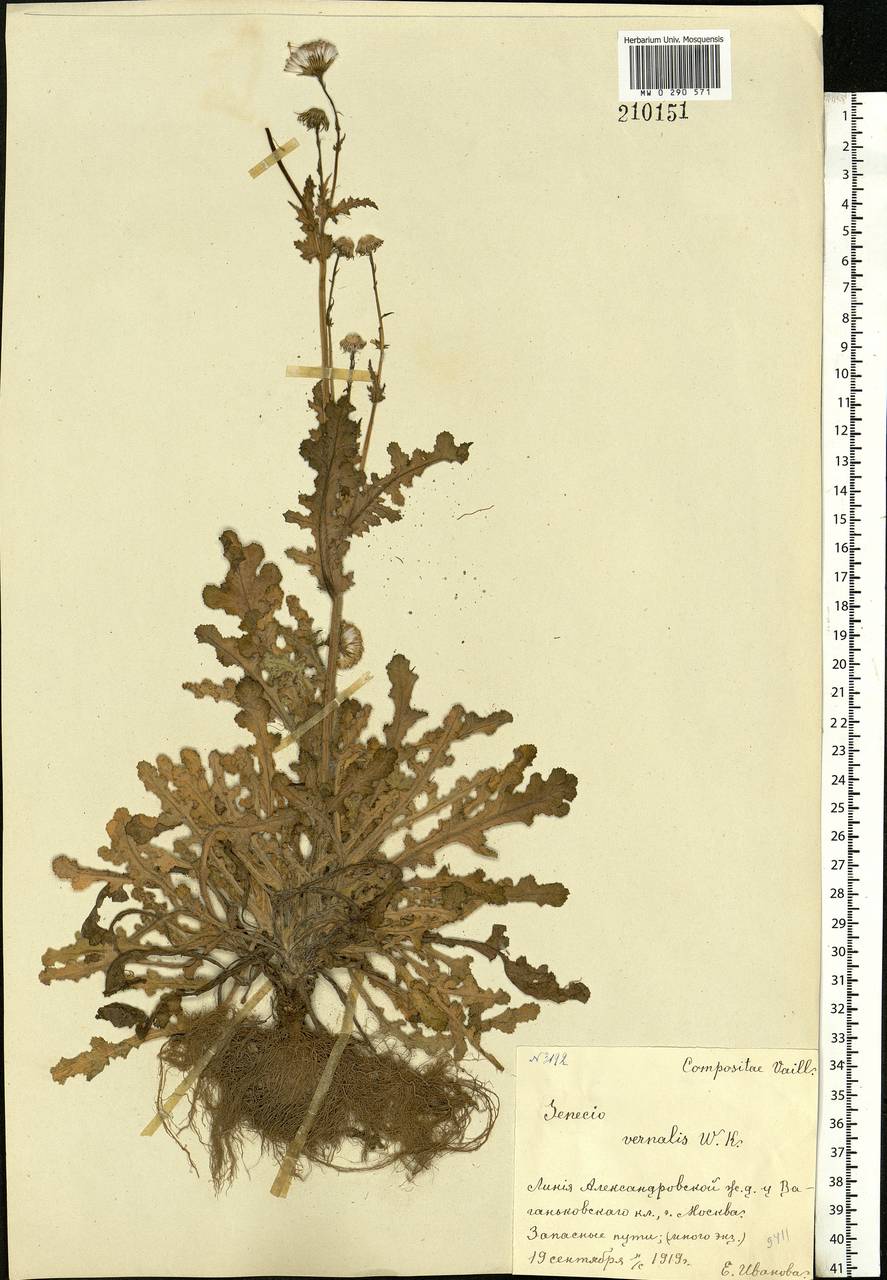 Senecio vernalis Waldst. & Kit., Eastern Europe, Moscow region (E4a) (Russia)