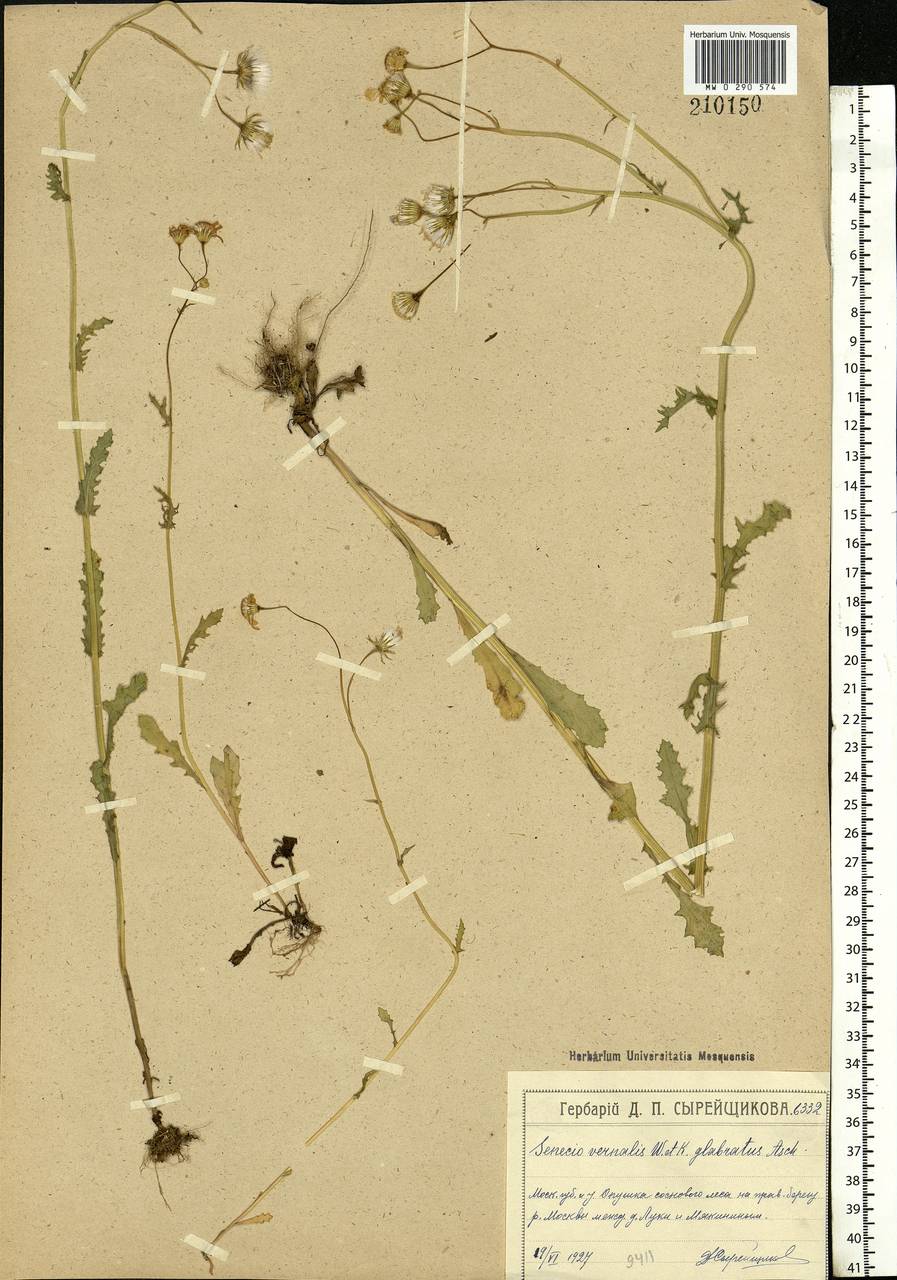 Senecio vernalis Waldst. & Kit., Eastern Europe, Moscow region (E4a) (Russia)