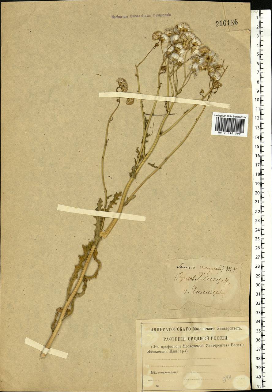 Senecio vernalis Waldst. & Kit., Eastern Europe, Central forest-and-steppe region (E6) (Russia)