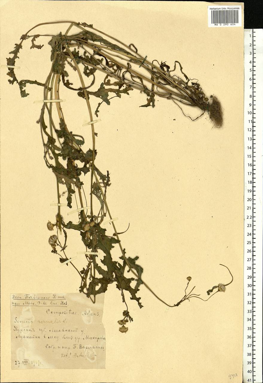 Senecio vernalis Waldst. & Kit., Eastern Europe, Central forest-and-steppe region (E6) (Russia)