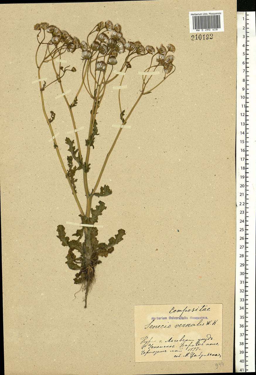 Senecio vernalis Waldst. & Kit., Eastern Europe, Central forest-and-steppe region (E6) (Russia)