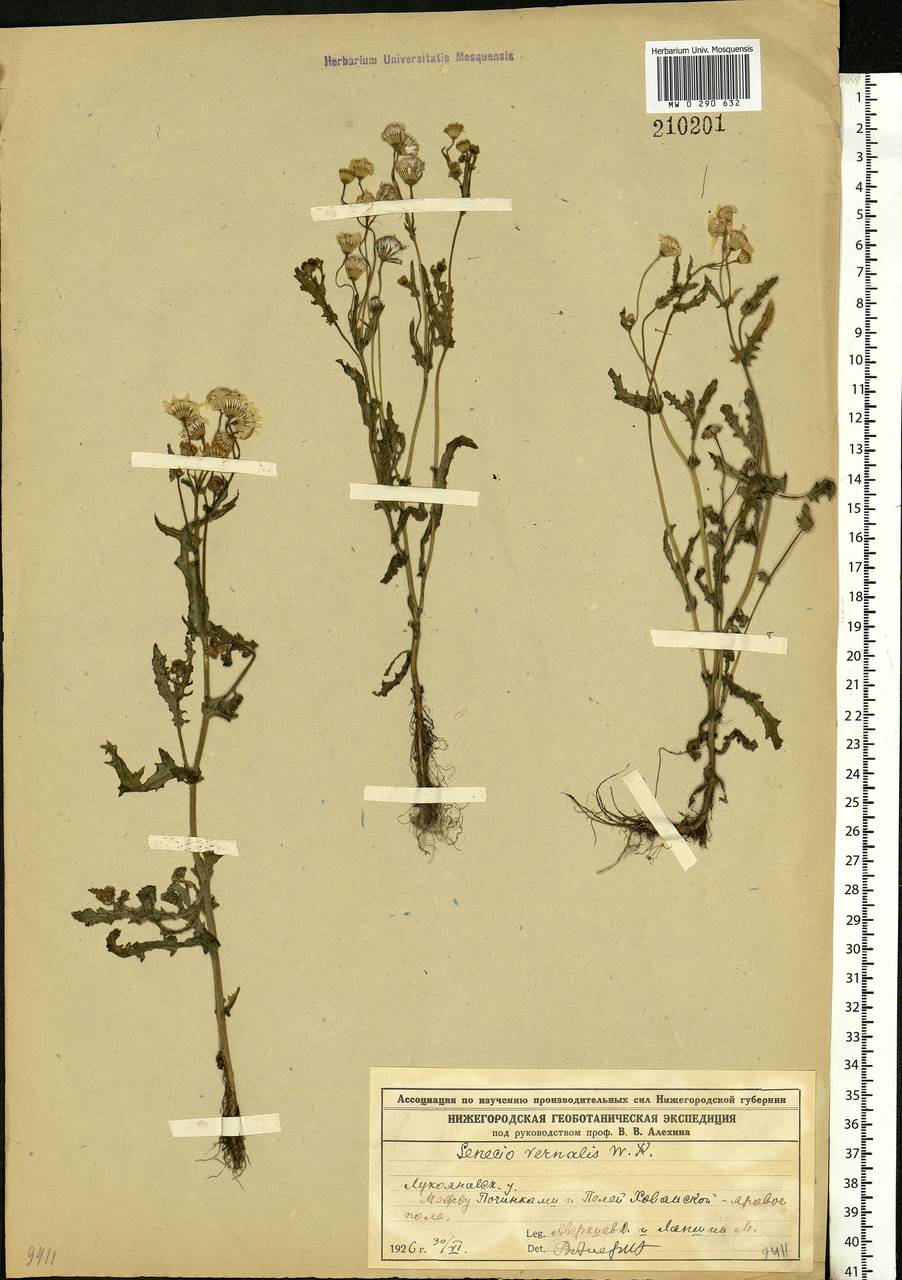 Senecio vernalis Waldst. & Kit., Eastern Europe, Volga-Kama region (E7) (Russia)