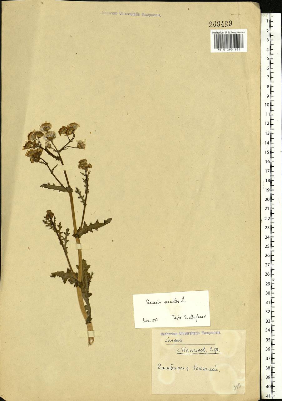 Senecio vernalis Waldst. & Kit., Eastern Europe, Middle Volga region (E8) (Russia)