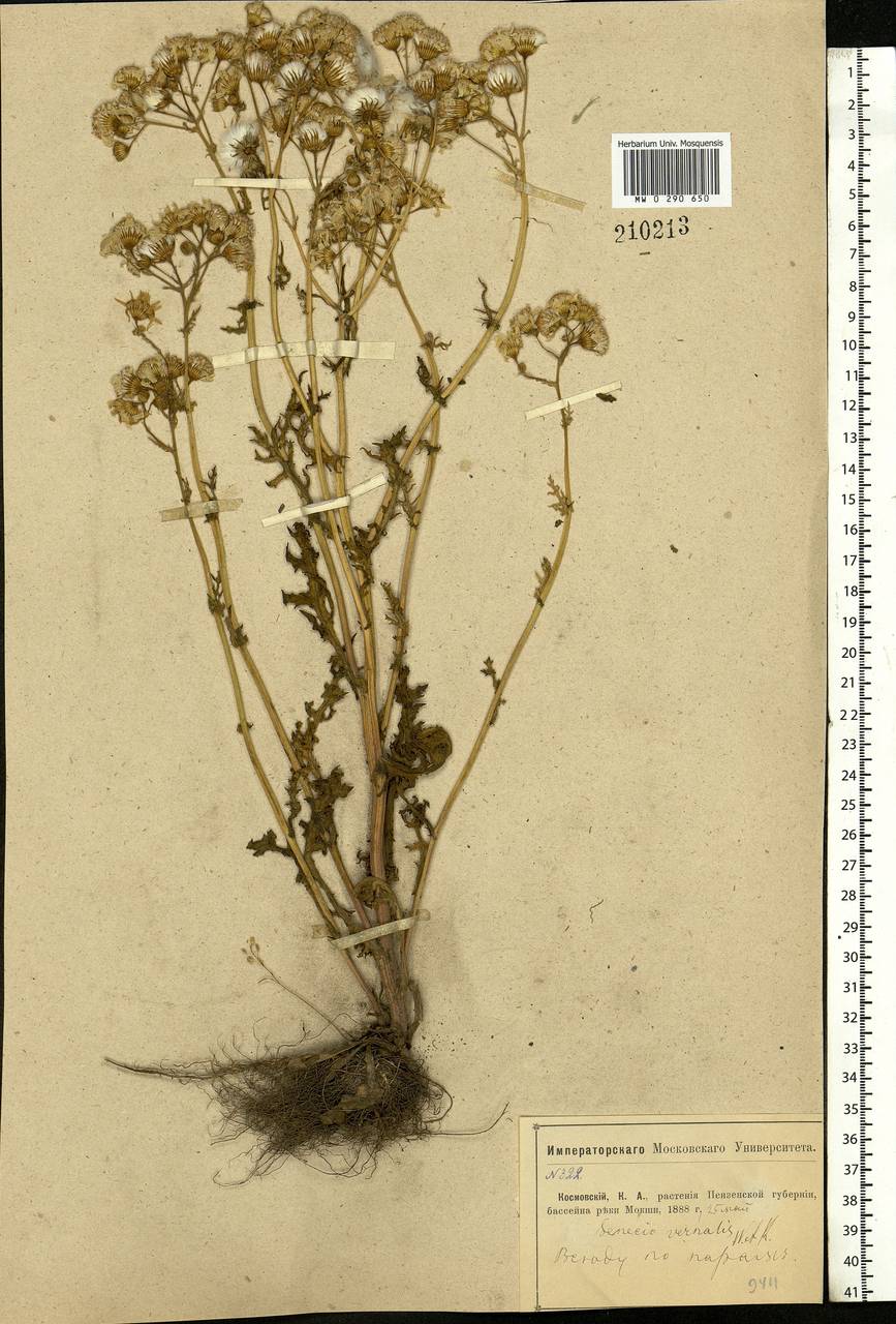 Senecio vernalis Waldst. & Kit., Eastern Europe, Middle Volga region (E8) (Russia)
