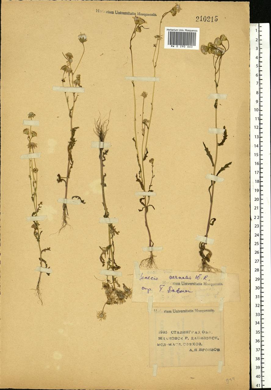 Senecio vernalis Waldst. & Kit., Eastern Europe, Lower Volga region (E9) (Russia)