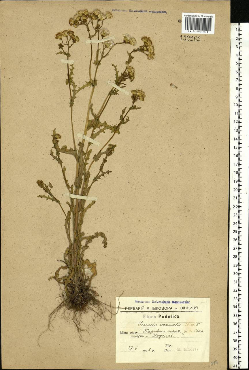 Senecio vernalis Waldst. & Kit., Eastern Europe, South Ukrainian region (E12) (Ukraine)