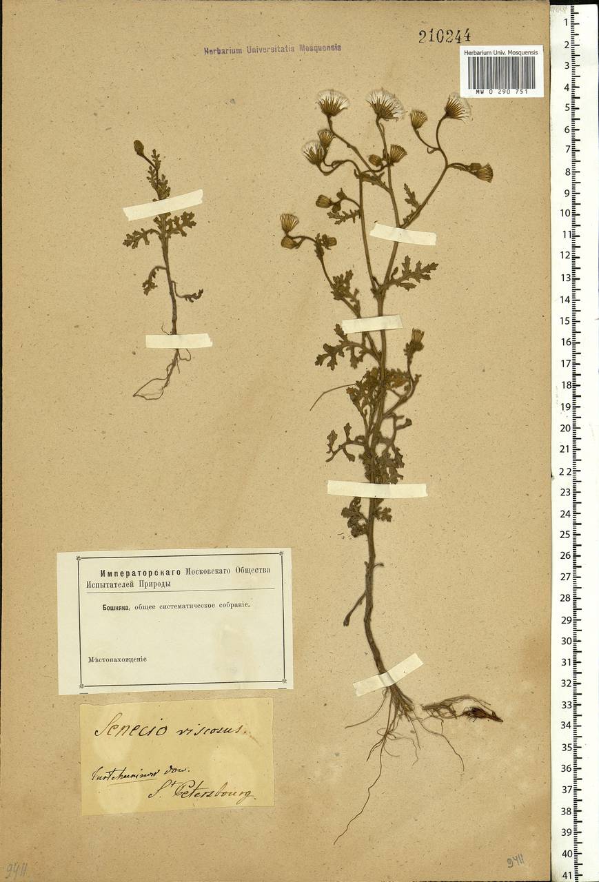 Senecio viscosus L., Eastern Europe, North-Western region (E2) (Russia)