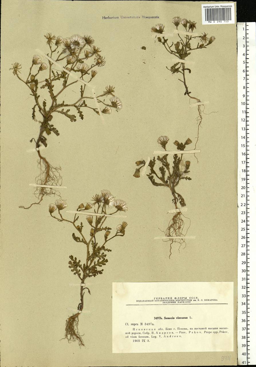 Senecio viscosus L., Eastern Europe, North-Western region (E2) (Russia)