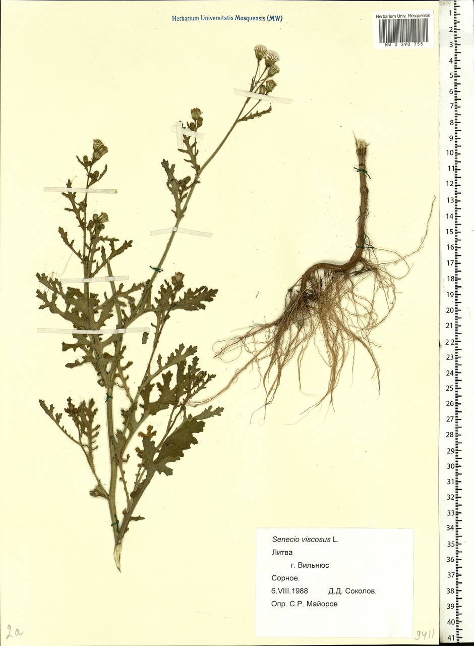 Senecio viscosus L., Eastern Europe, Lithuania (E2a) (Lithuania)