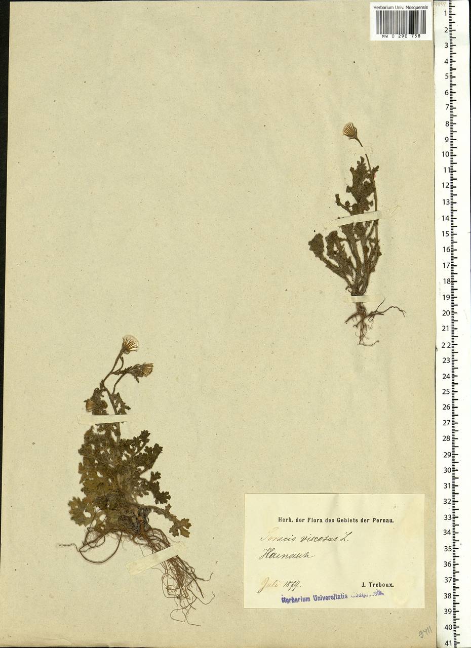 Senecio viscosus L., Eastern Europe, Estonia (E2c) (Estonia)