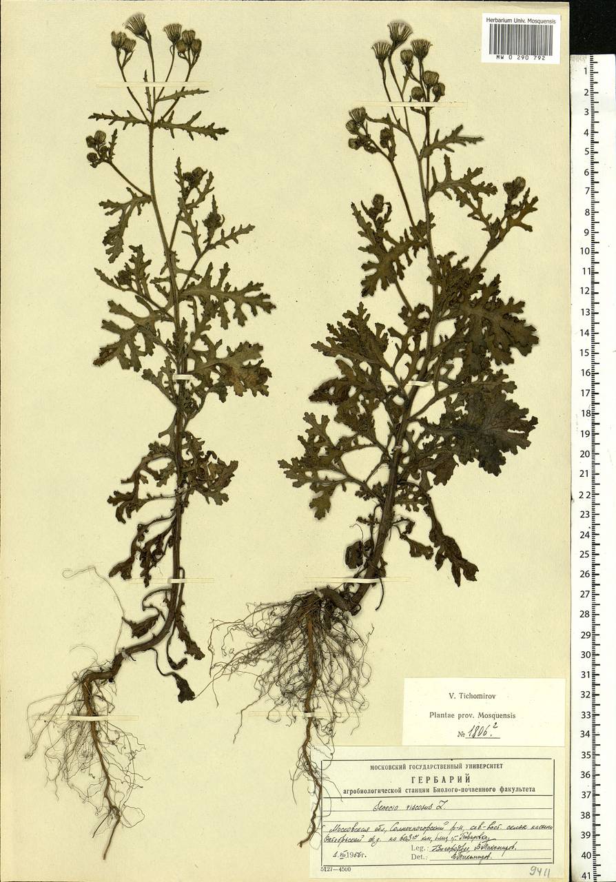 Senecio viscosus L., Eastern Europe, Moscow region (E4a) (Russia)