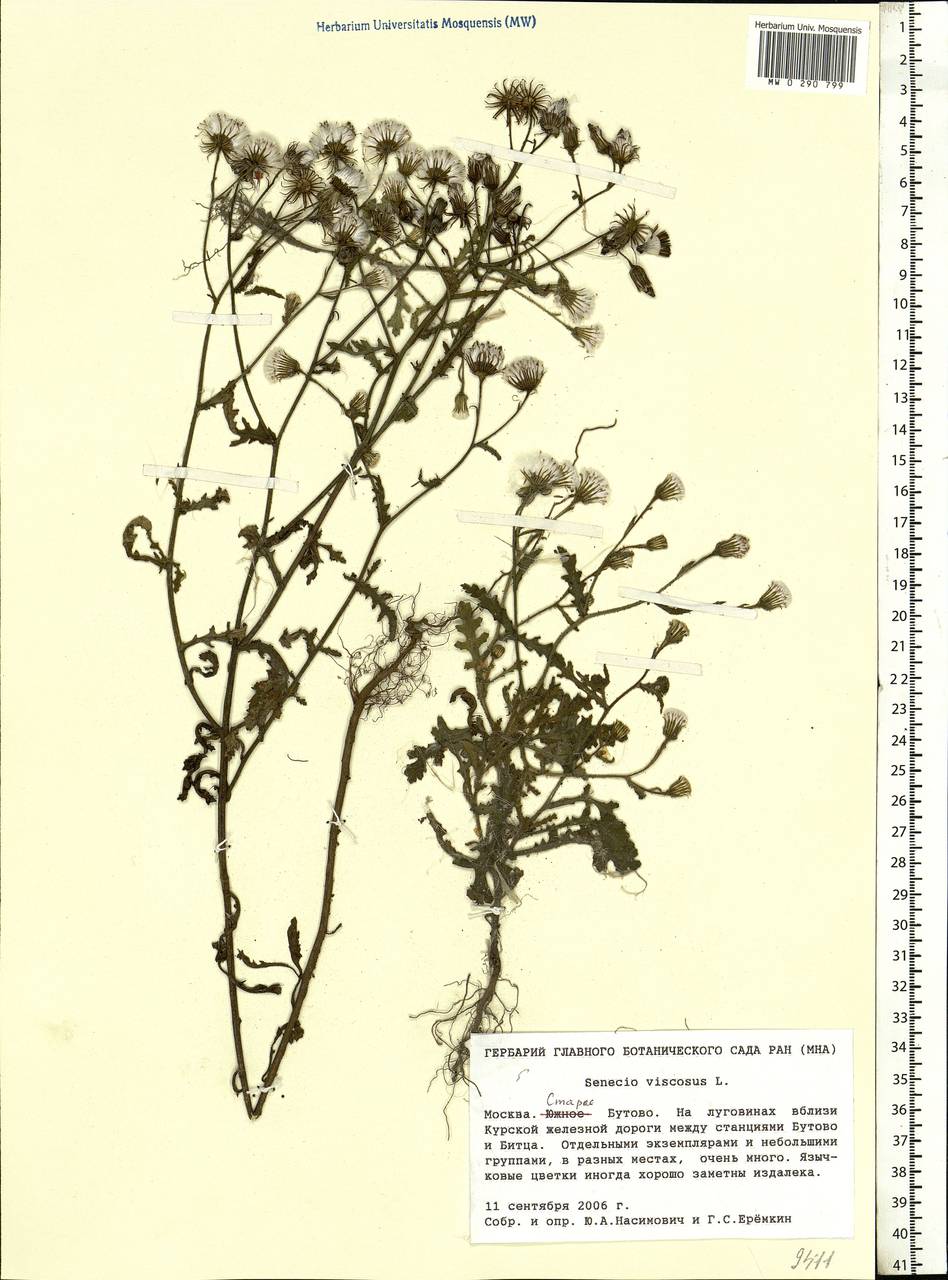 Senecio viscosus L., Eastern Europe, Moscow region (E4a) (Russia)
