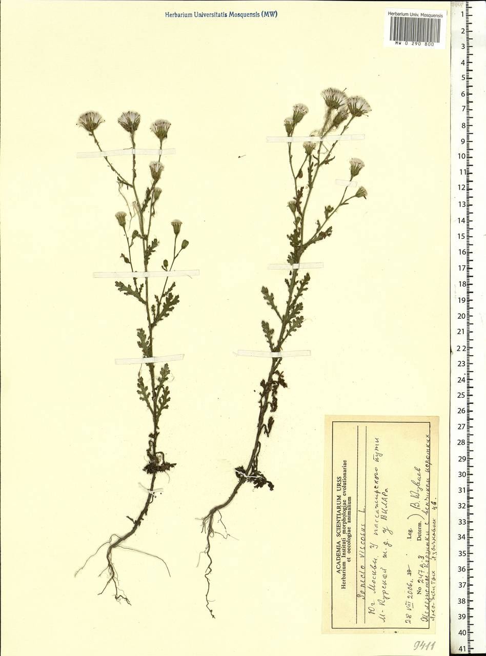 Senecio viscosus L., Eastern Europe, Moscow region (E4a) (Russia)