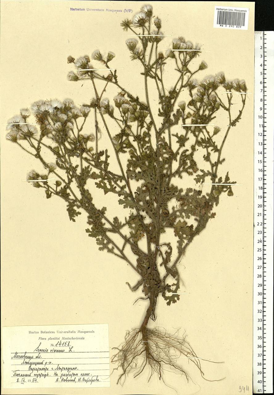 Senecio viscosus L., Eastern Europe, Moscow region (E4a) (Russia)