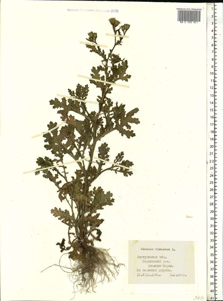Senecio viscosus L., Eastern Europe, Central forest region (E5) (Russia)