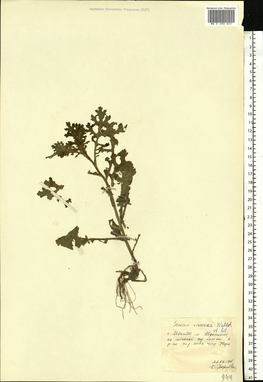 Senecio viscosus L., Eastern Europe, Central forest region (E5) (Russia)