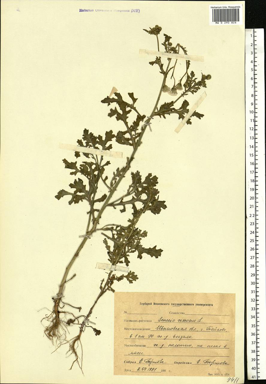 Senecio viscosus L., Eastern Europe, Central forest region (E5) (Russia)