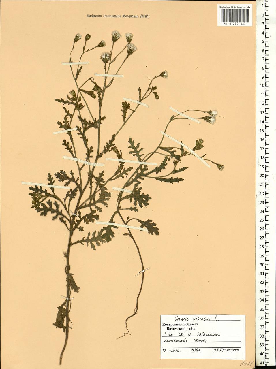 Senecio viscosus L., Eastern Europe, Central forest region (E5) (Russia)