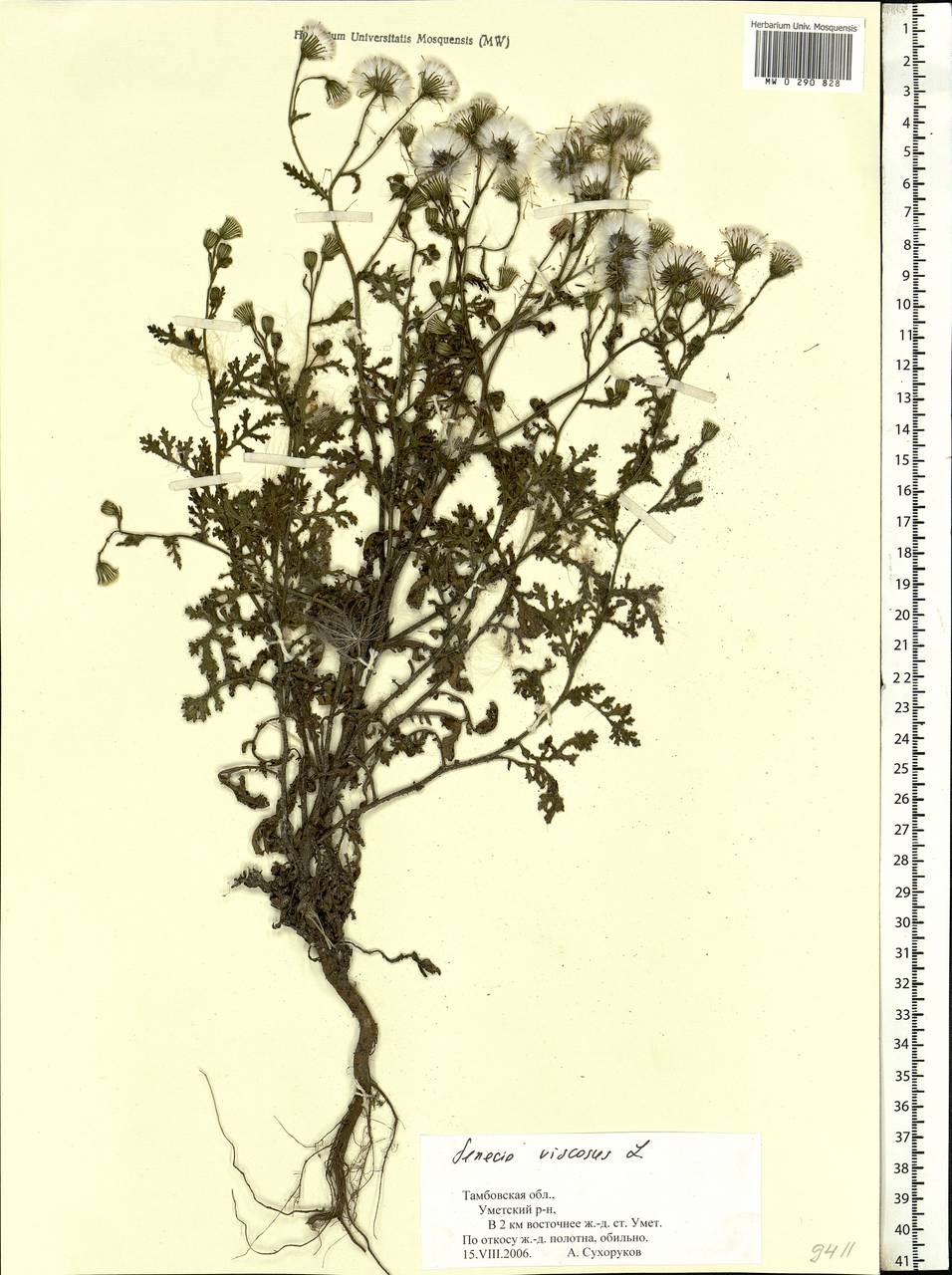 Senecio viscosus L., Eastern Europe, Central forest-and-steppe region (E6) (Russia)