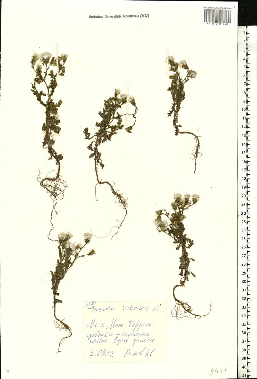 Senecio viscosus L., Eastern Europe, Middle Volga region (E8) (Russia)