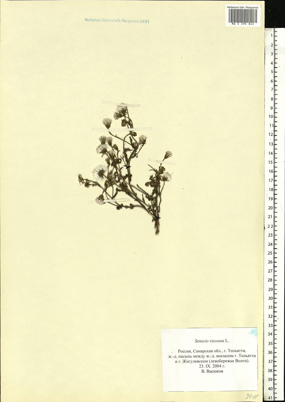 Senecio viscosus L., Eastern Europe, Middle Volga region (E8) (Russia)