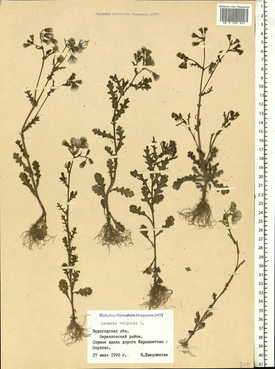 Senecio vulgaris L., Eastern Europe, Northern region (E1) (Russia)