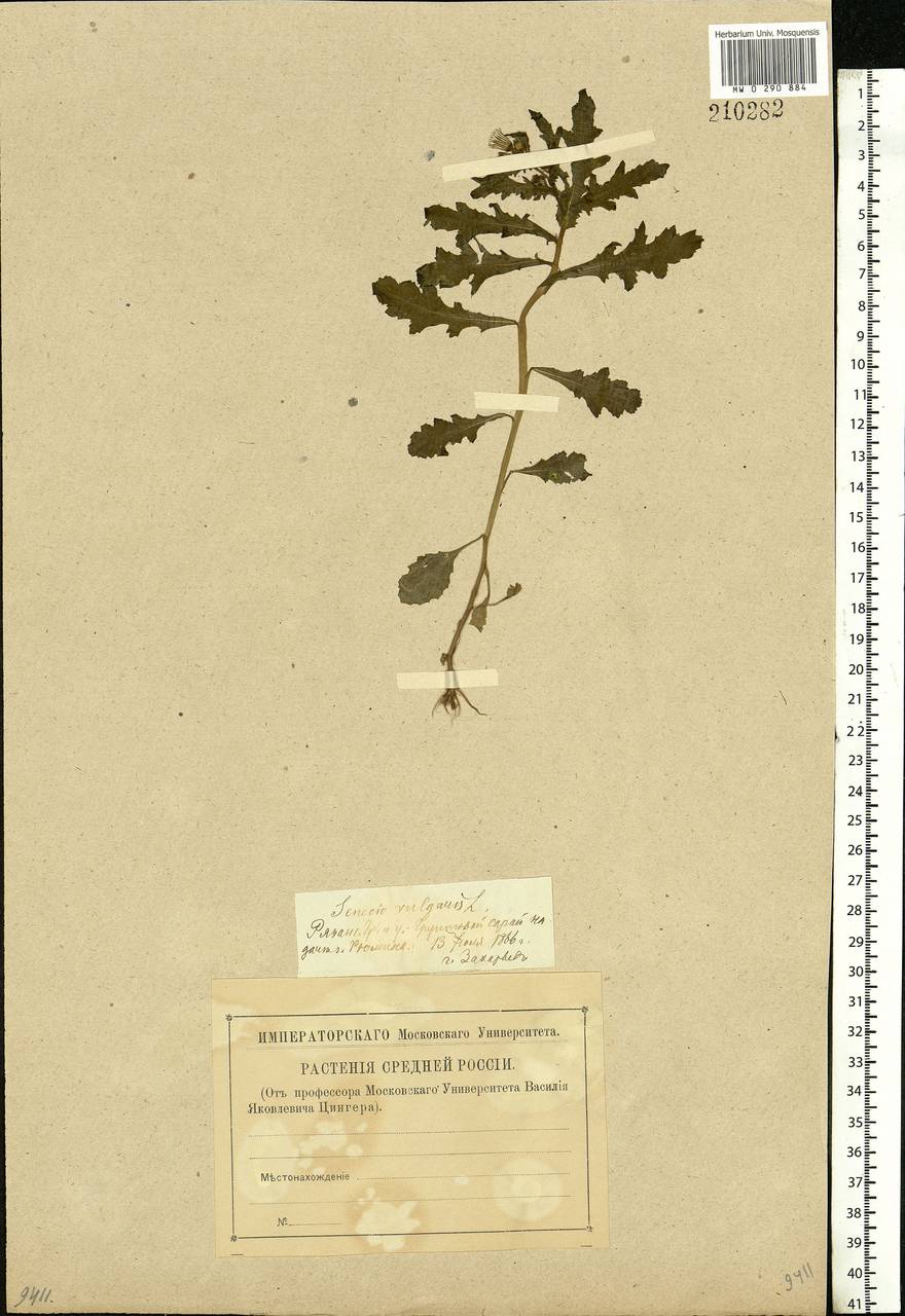 Senecio vulgaris L., Eastern Europe, Central region (E4) (Russia)