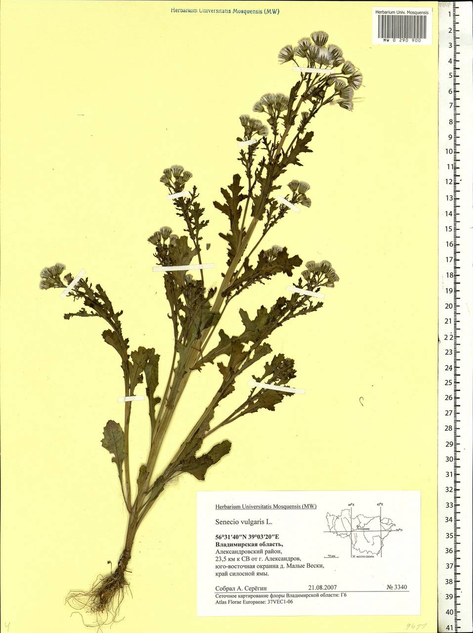 Senecio vulgaris L., Eastern Europe, Central region (E4) (Russia)