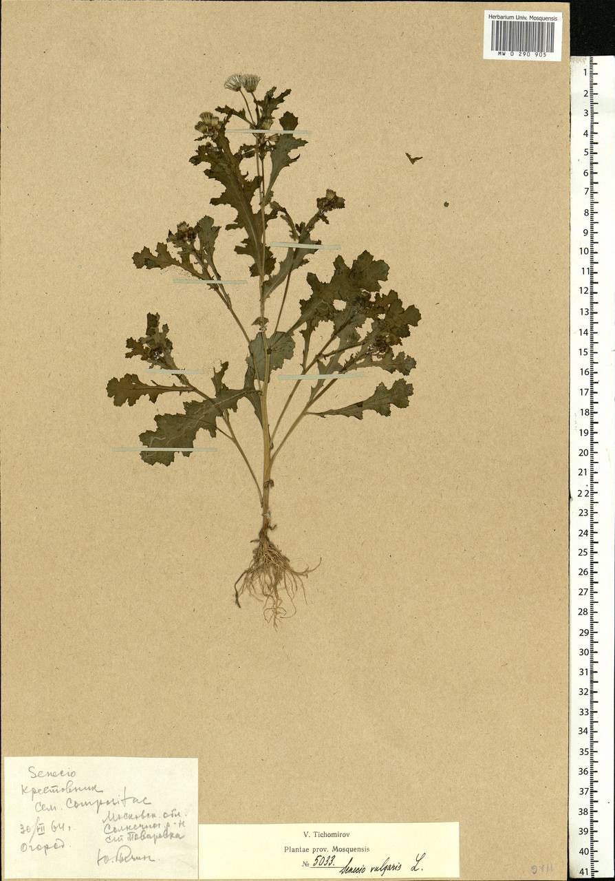 Senecio vulgaris L., Eastern Europe, Moscow region (E4a) (Russia)