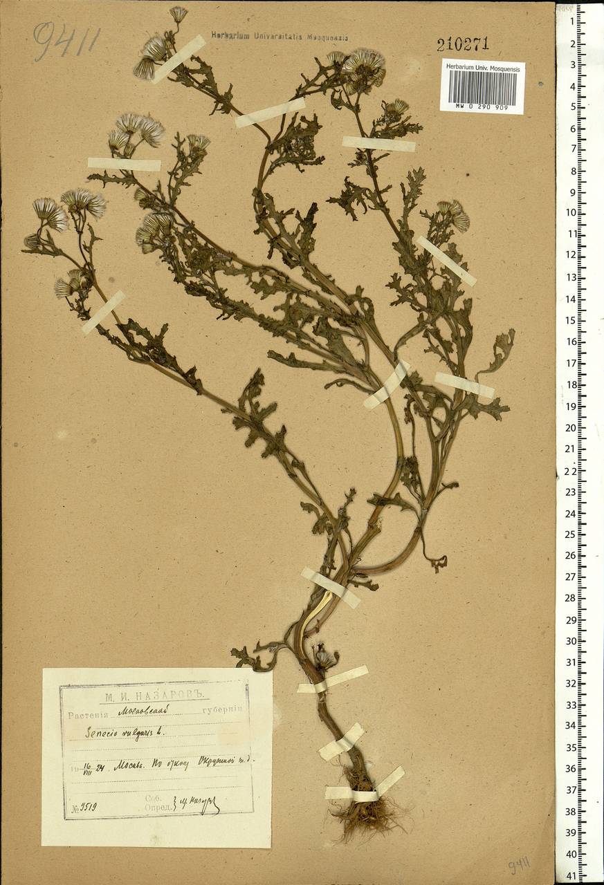 Senecio vulgaris L., Eastern Europe, Moscow region (E4a) (Russia)