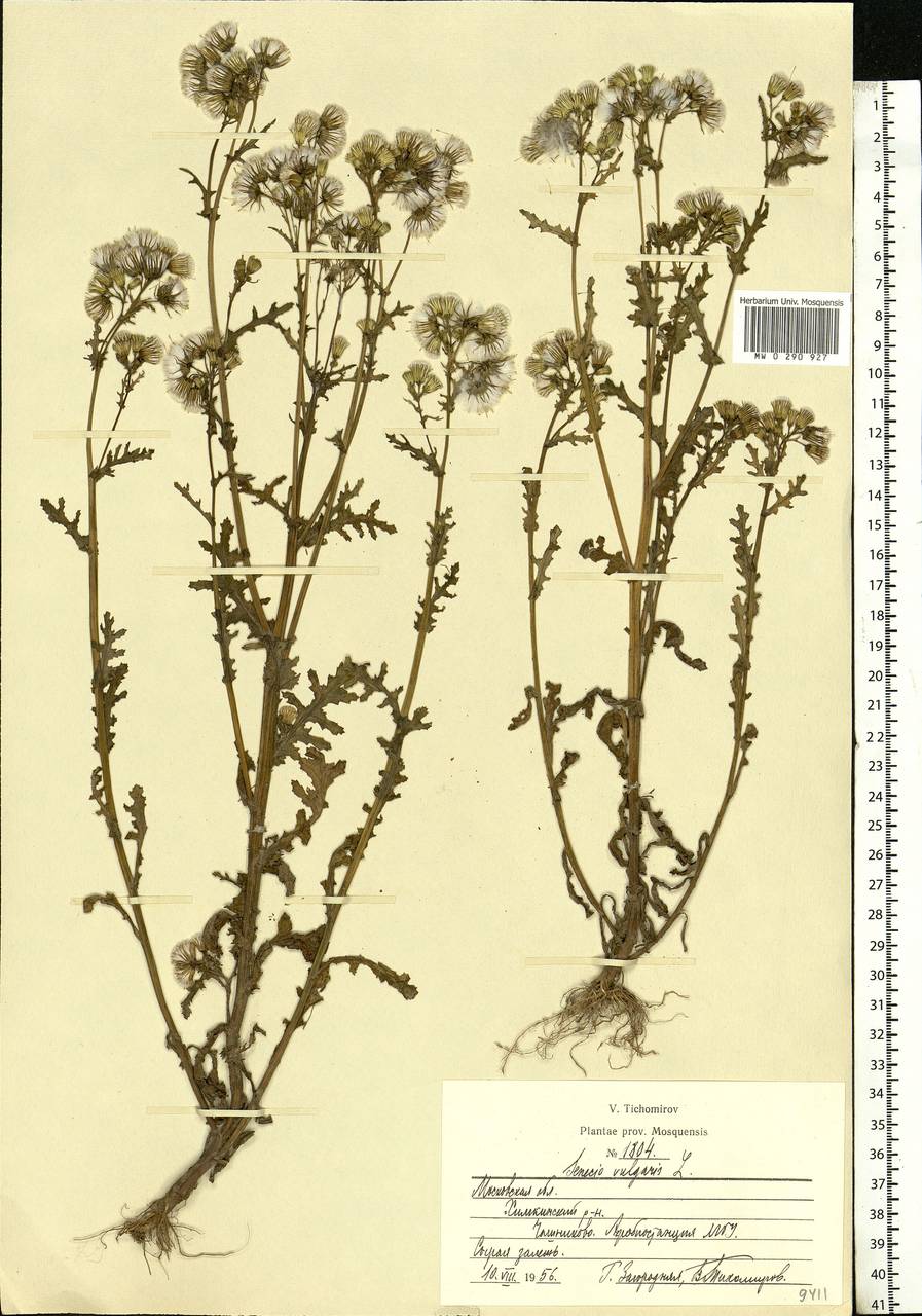 Senecio vulgaris L., Eastern Europe, Moscow region (E4a) (Russia)