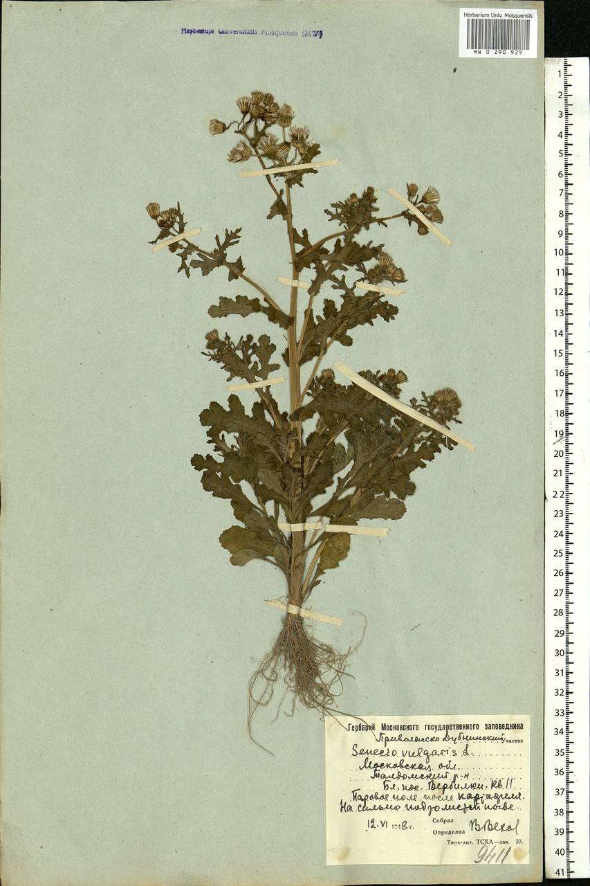 Senecio vulgaris L., Eastern Europe, Moscow region (E4a) (Russia)
