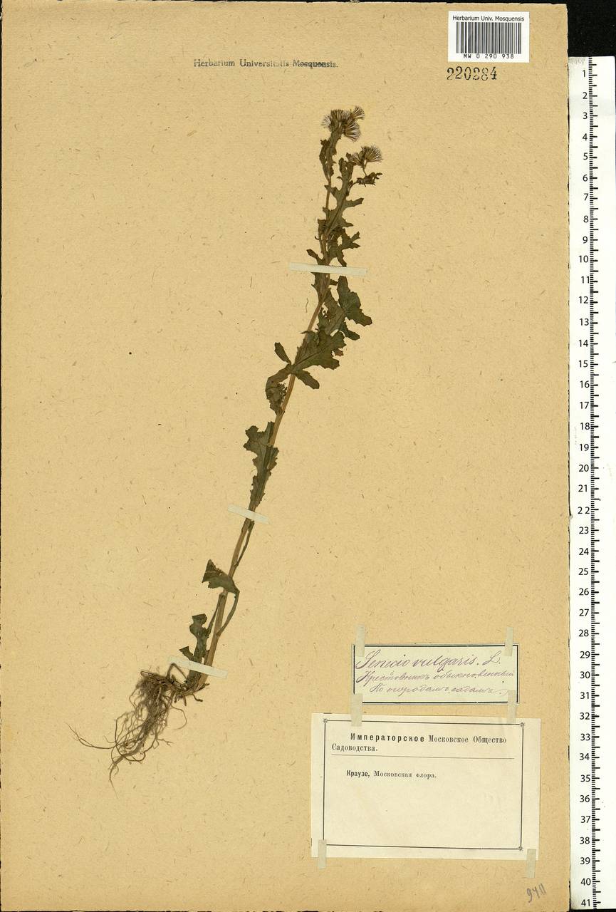 Senecio vulgaris L., Eastern Europe, Moscow region (E4a) (Russia)