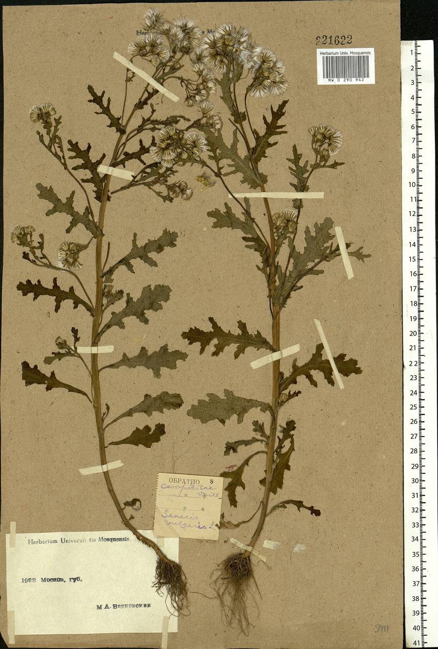 Senecio vulgaris L., Eastern Europe, Moscow region (E4a) (Russia)