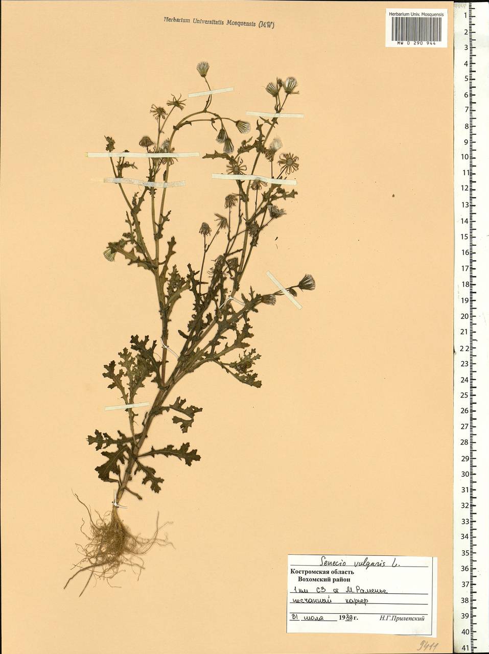 Senecio vulgaris L., Eastern Europe, Central forest region (E5) (Russia)