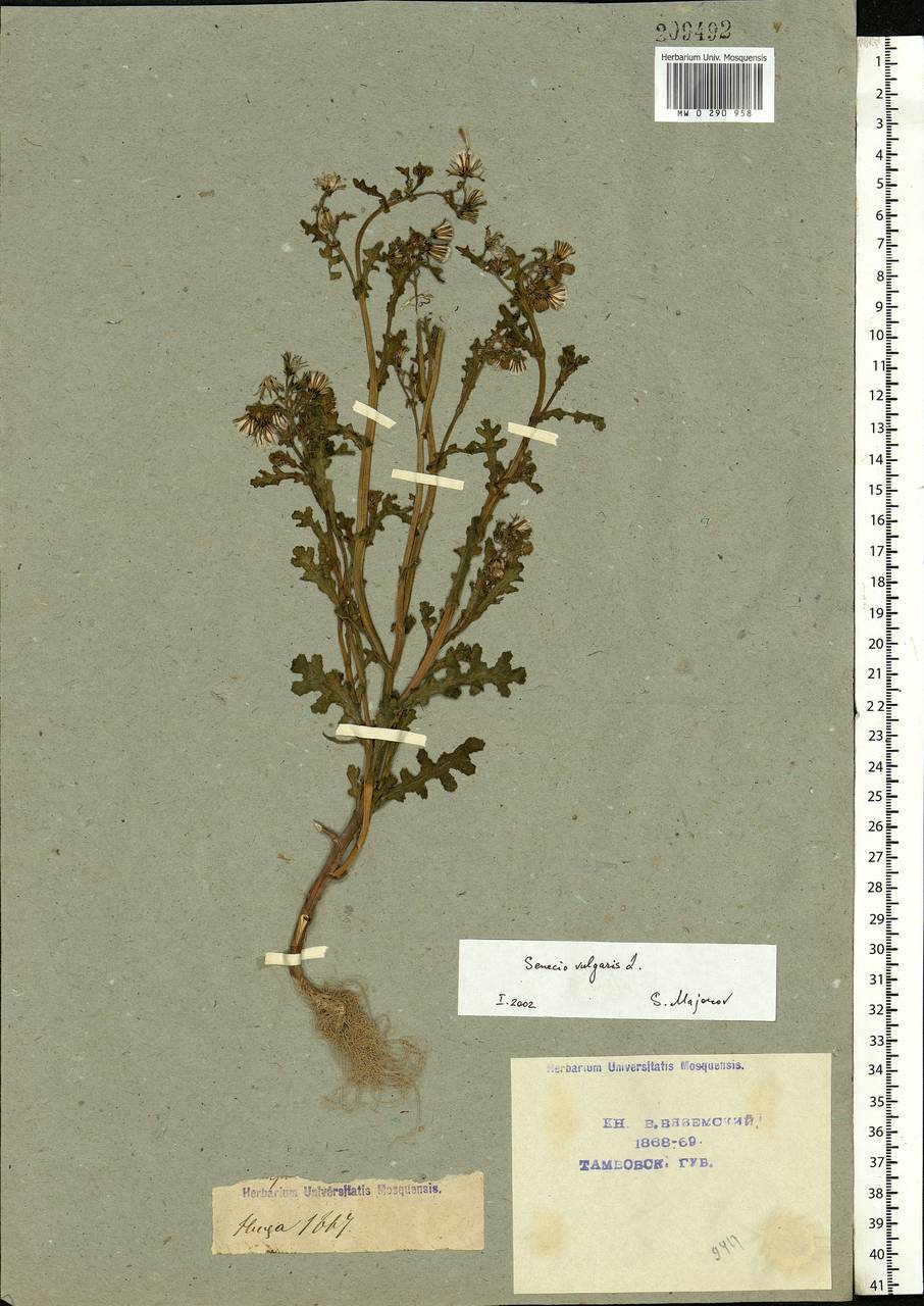 Senecio vulgaris L., Eastern Europe, Central forest-and-steppe region (E6) (Russia)