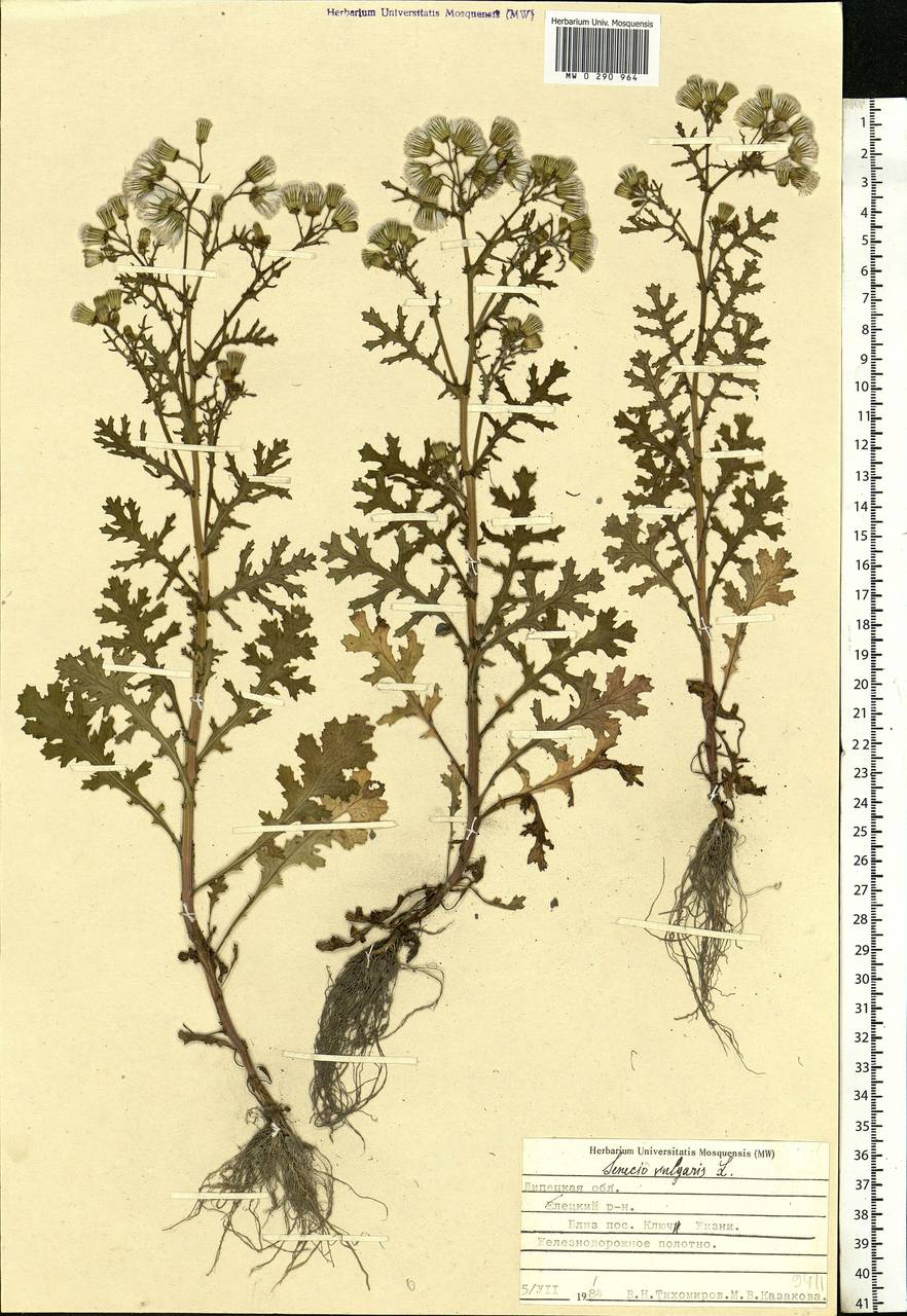 Senecio vulgaris L., Eastern Europe, Central forest-and-steppe region (E6) (Russia)
