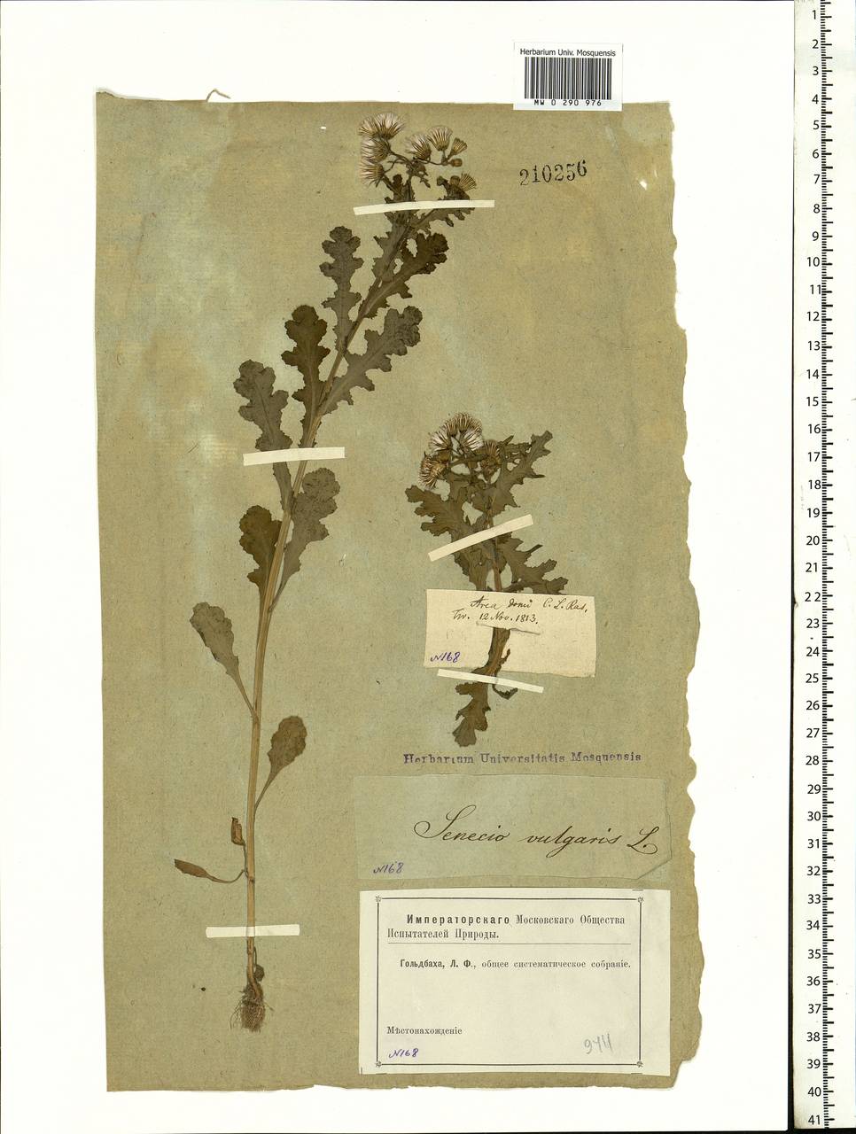 Senecio vulgaris L., Eastern Europe, Lower Volga region (E9) (Russia)