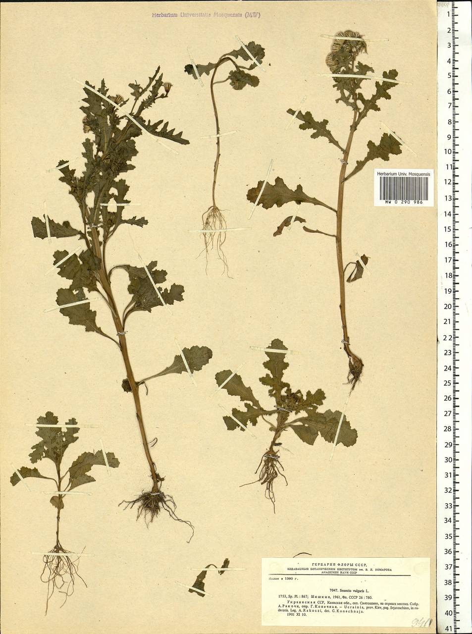 Senecio vulgaris L., Eastern Europe, North Ukrainian region (E11) (Ukraine)