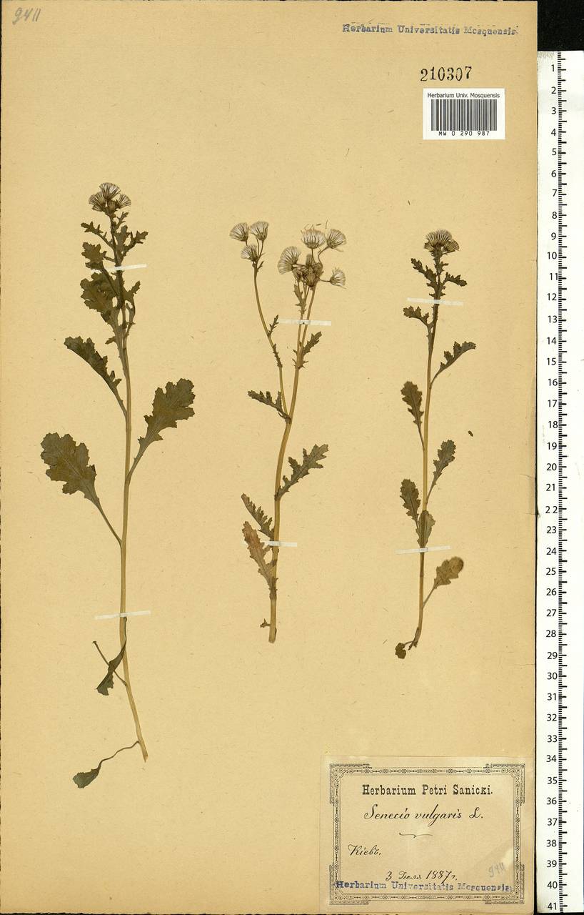 Senecio vulgaris L., Eastern Europe, North Ukrainian region (E11) (Ukraine)