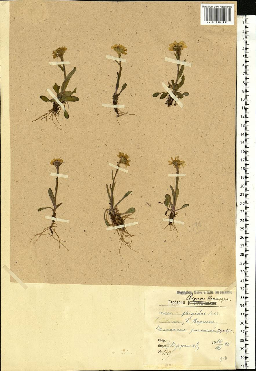 Tephroseris integrifolia subsp. atropurpurea (Ledeb.) B. Nord., Eastern Europe, Northern region (E1) (Russia)