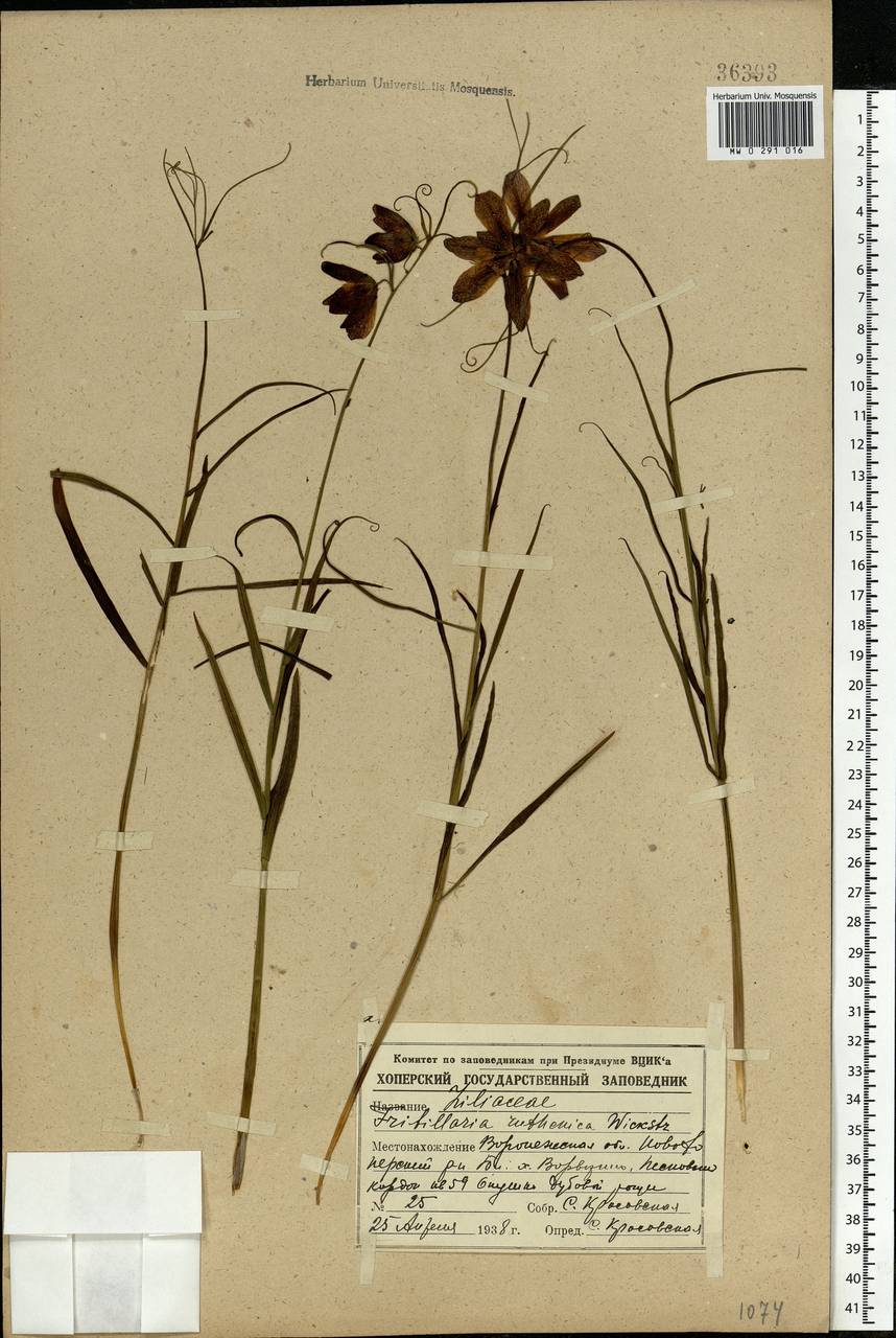 Fritillaria ruthenica Wikstr., Eastern Europe, Central forest-and-steppe region (E6) (Russia)