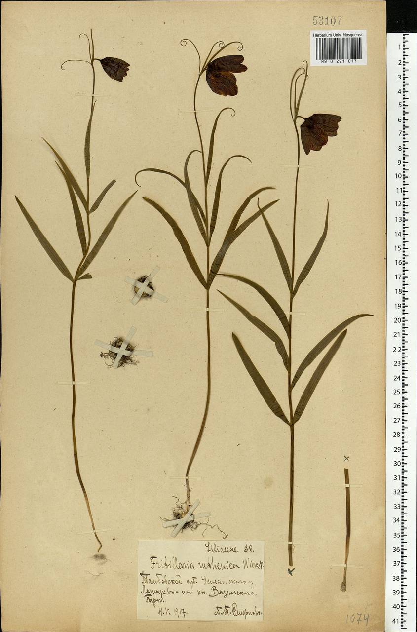 Fritillaria ruthenica Wikst., Eastern Europe, Central forest-and-steppe region (E6) (Russia)