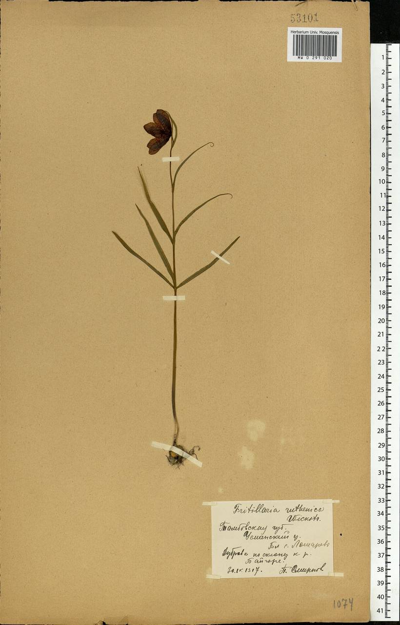 Fritillaria ruthenica Wikst., Eastern Europe, Central forest-and-steppe region (E6) (Russia)