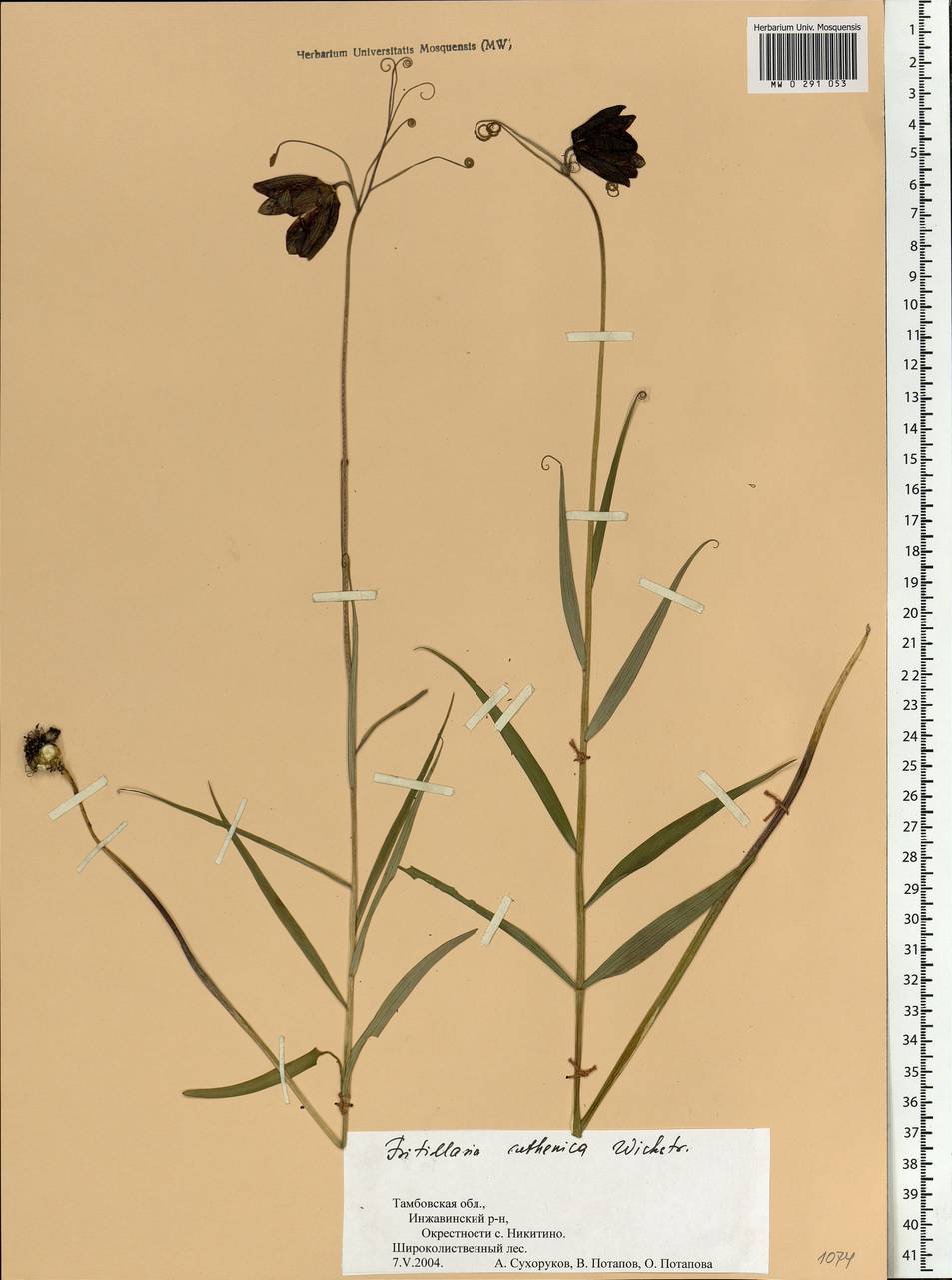 Fritillaria ruthenica Wikst., Eastern Europe, Central forest-and-steppe region (E6) (Russia)